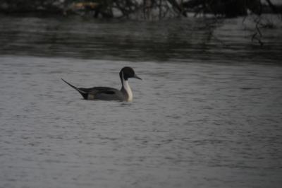 Canard pilet
