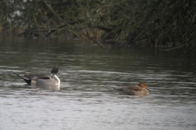 Canard pilet