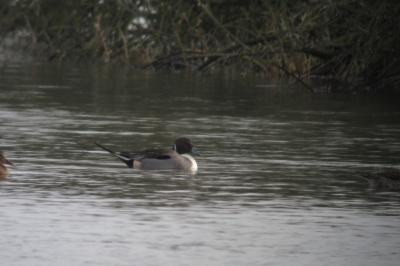 Canard pilet