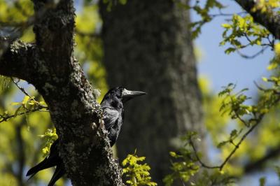 Corbeau freux