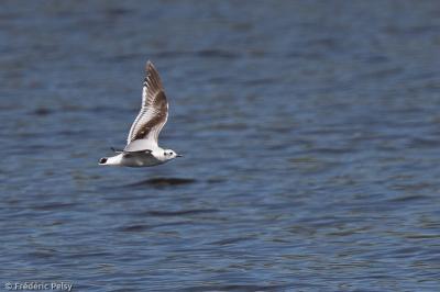 Mouette pygmée