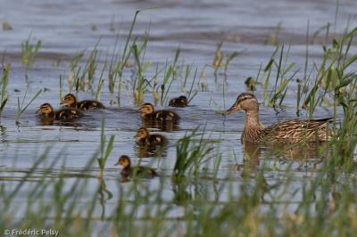 Canard colvert