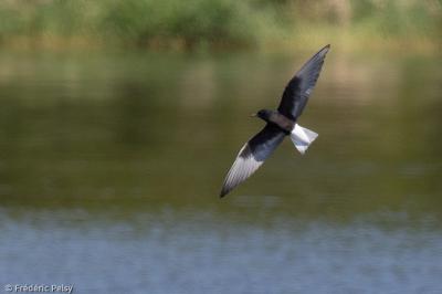 Guifette leucoptère