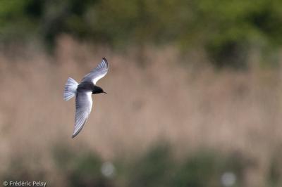 Guifette leucoptère