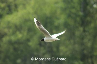 Mouette rieuse