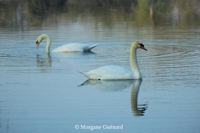 Cygne tuberculé