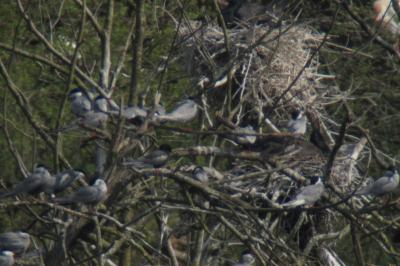 Guifette leucoptère