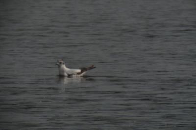 Mouette pygmée