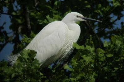 Egretta garzetta