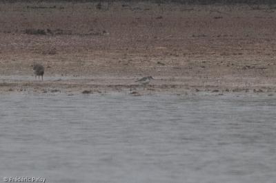 Calidris alba