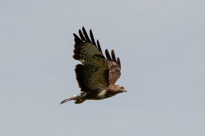Buse variable