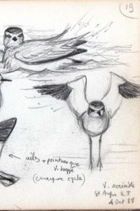 Vanellus gregarius