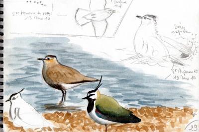 Vanellus gregarius