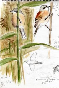 Rémiz penduline
