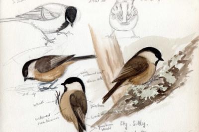 Mésange boréale