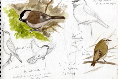 Mésange boréale