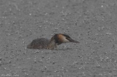 Podiceps cristatus