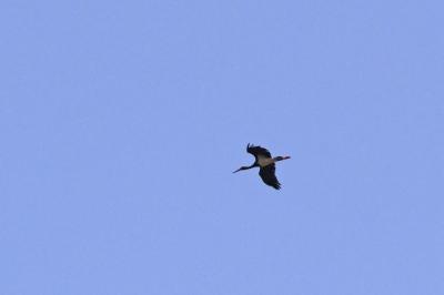 Cigogne noire