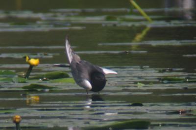 Guifette leucoptère