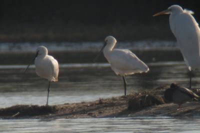 Platalea leucorodia
