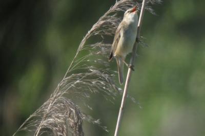 Phragmite des joncs