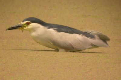 Nycticorax nycticorax