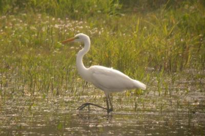 Grande Aigrette