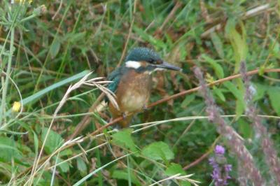 Alcedo atthis