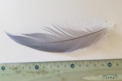 Ardea cinerea