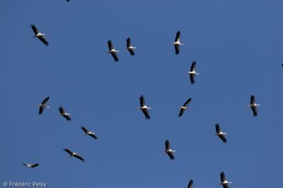 Ciconia ciconia