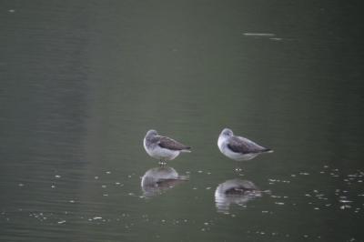 Tringa nebularia