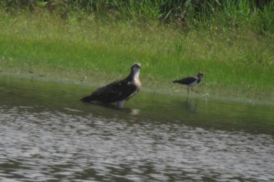 Pandion haliaetus