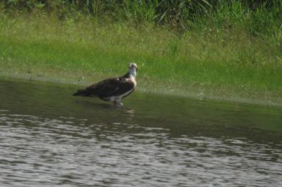 Balbuzard pêcheur