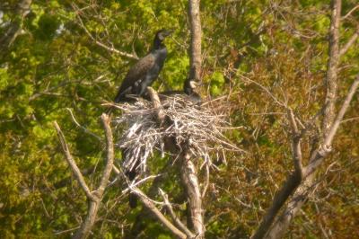 Grand Cormoran