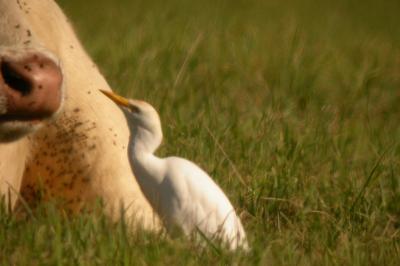 Bubulcus ibis