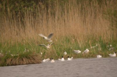 Mouette mélanocéphale