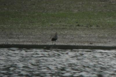Bécasseau variable