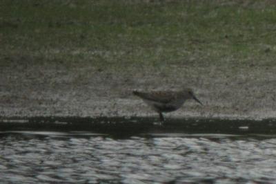 Calidris alpina