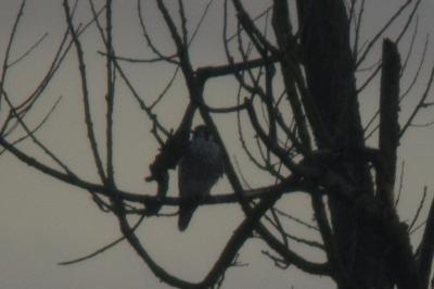 Falco peregrinus
