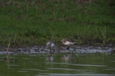 Bécasseau sanderling