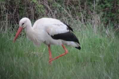 Cigogne blanche