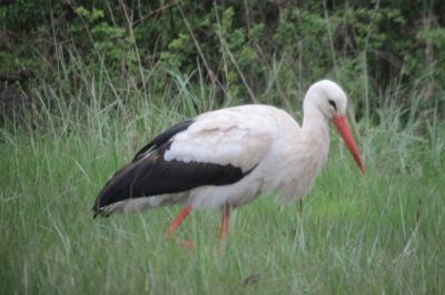 Cigogne blanche