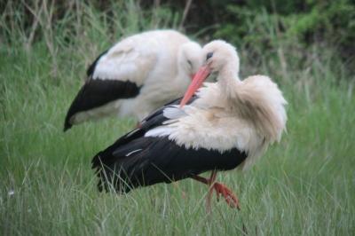 Cigogne blanche