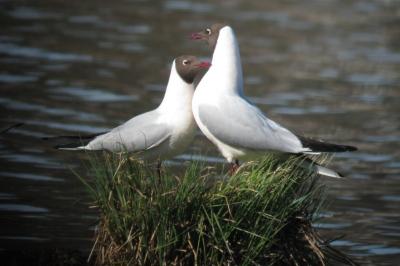 Chroicocephalus ridibundus