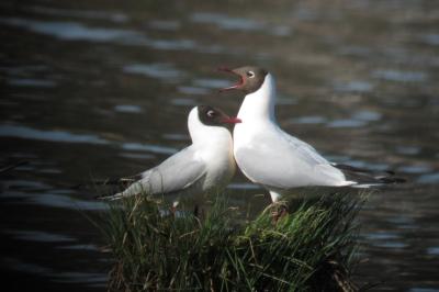 Mouette rieuse