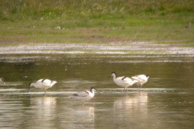 Avocette élégante