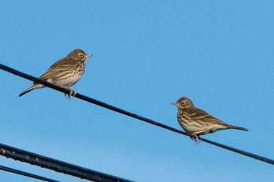 Anthus pratensis