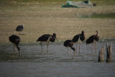 Cigogne noire