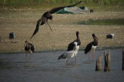 Cigogne noire