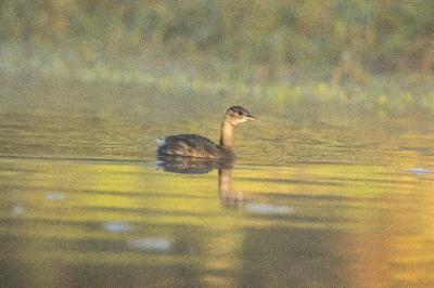 Tachybaptus ruficollis
